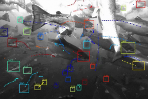 Alphabet公司宣布潮汐计划，以人工智能帮助海洋和养殖业可持续发展-数字化转型网www.szhzxw.cn