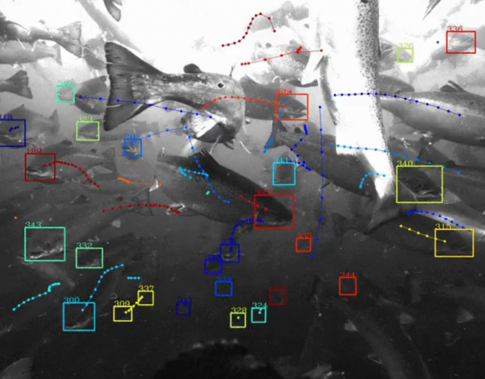 Alphabet公司宣布潮汐计划，以人工智能帮助海洋和养殖业可持续发展-数字化转型网www.szhzxw.cn