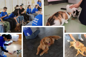 玛氏发布全球调查结果，83%的宠主认为宠物对心理健康有积极影响——数字化转型网（专业造就领导者）