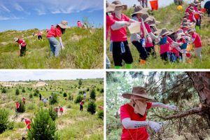 富士胶片开展第二十八届沙漠绿化行动 绿色接力为沙漠充"植"-富士胶片开展第二十八届沙漠绿化行动 绿色接力为沙漠充"植"