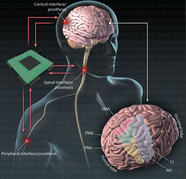 脑机接口50年：从EEG到Neuralink的电脑